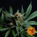 CBD Blue Shark - Barney's Farm